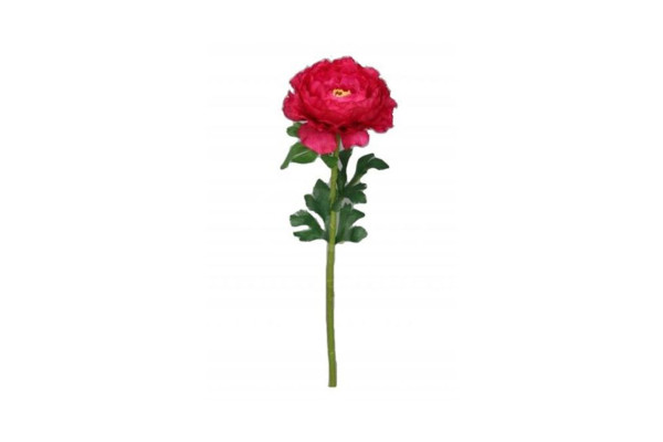 Ranunculus Pryskyřník 47cm Tmavě růžový
