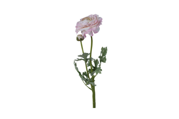 Ranunculus Pryskyřník 50cm Bílorůžový