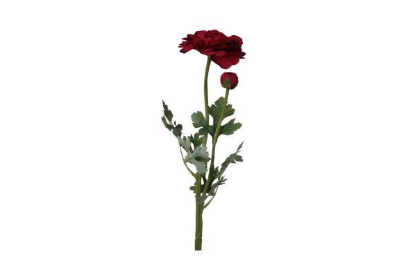Ranunculus Pryskyřník 50cm Červený