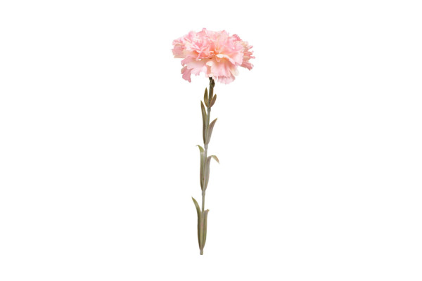 Karafiát 53cm Světle růžový