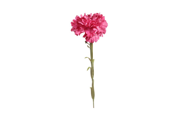 Karafiát 53cm Růžový