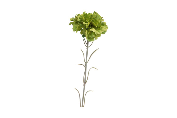 Karafiát 53cm Zelený