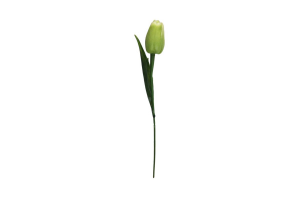Tulipán 38cm Zelenkavý