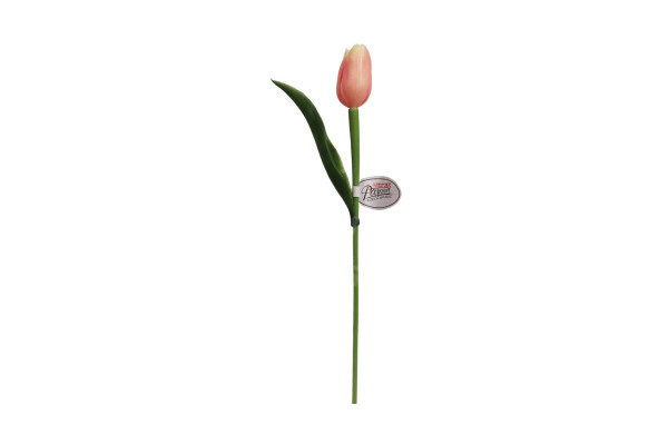 Tulipán Paramit 40cm Broskvový