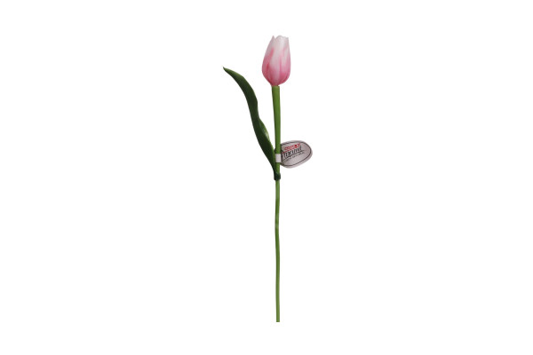 Tulipán Paramit 40cm sv.Růžovobílý
