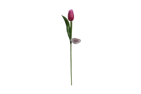 Tulipán Paramit 40cm Tmavě růžový