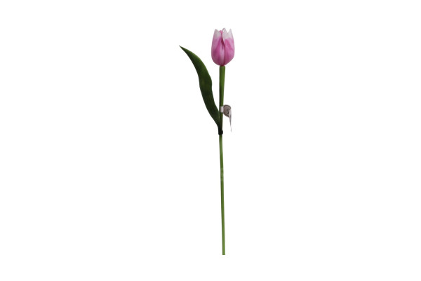 Tulipán Paramit 40cm Růžovobílý