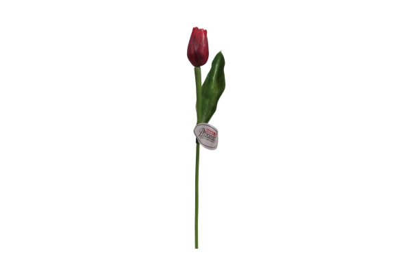 Tulipán Paramit 40cm Tmavě červený